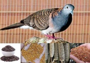 Pakan Burung Perkutut Terbaik