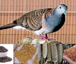 Pakan Burung Perkutut Terbaik