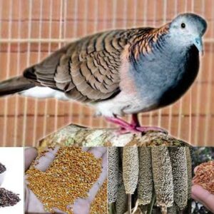 Pakan Burung Perkutut Terbaik