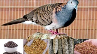 Pakan Burung Perkutut Terbaik