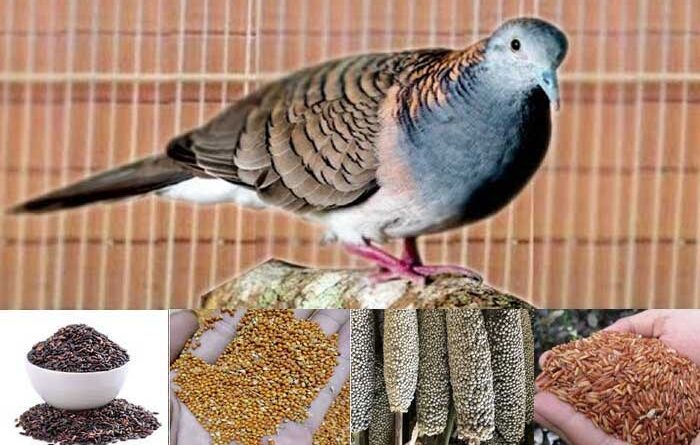 Pakan Burung Perkutut Terbaik