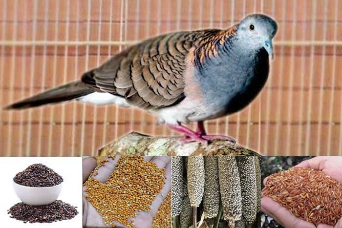 Pakan Burung Perkutut Terbaik