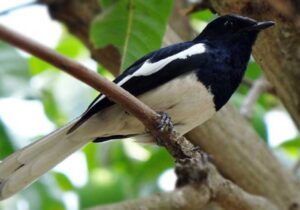 Merawat Burung Kacer
