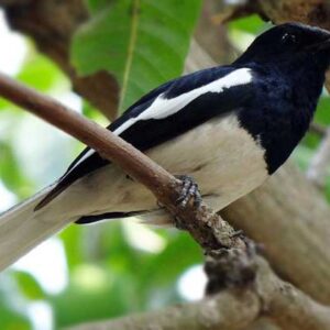 Merawat Burung Kacer