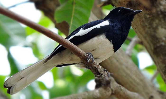 Merawat Burung Kacer