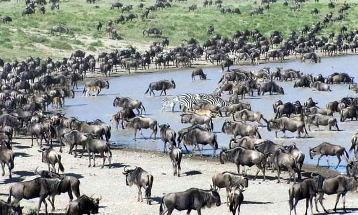 sejarah serengeti dan pentingnya konservasi
