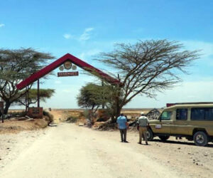 taman safari serengeti tanzania